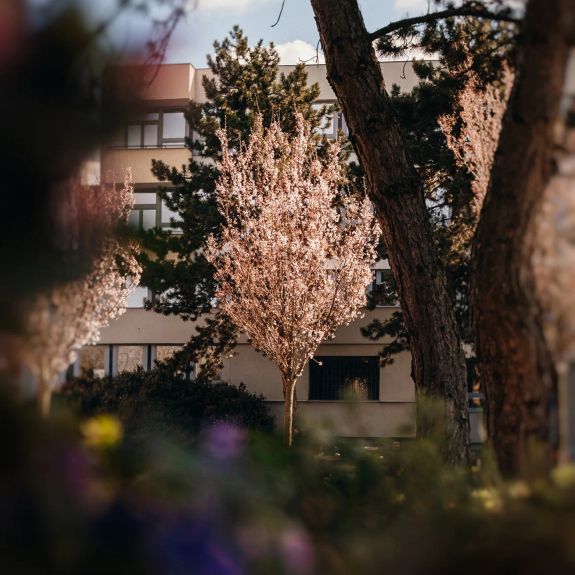 Jaro lze vidět ve všelijakých barvách. V okrasné aleji před naší právnickou fakultou je ale tradičně vidět růžově. 🌸 Právě teď, po Květné neděli.

#univerzitnimesto